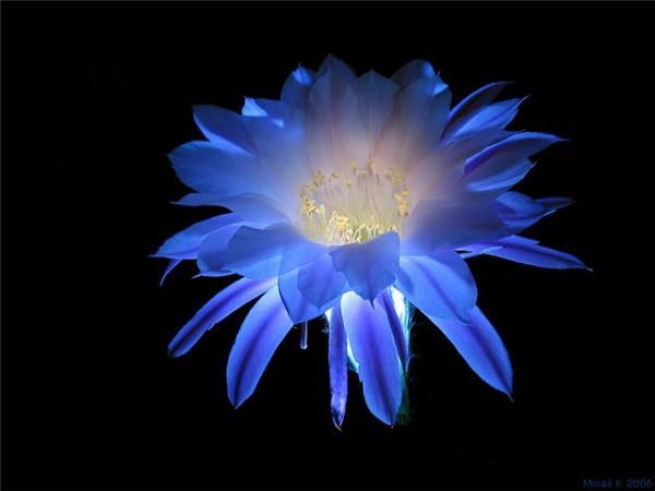 Елена Савинова