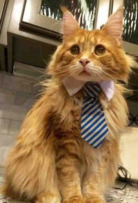 Дмитрий Николаенко