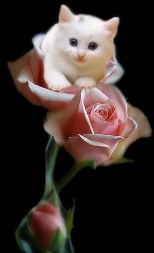 Ольга Глухова