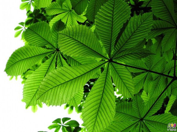 Дина Надьярова