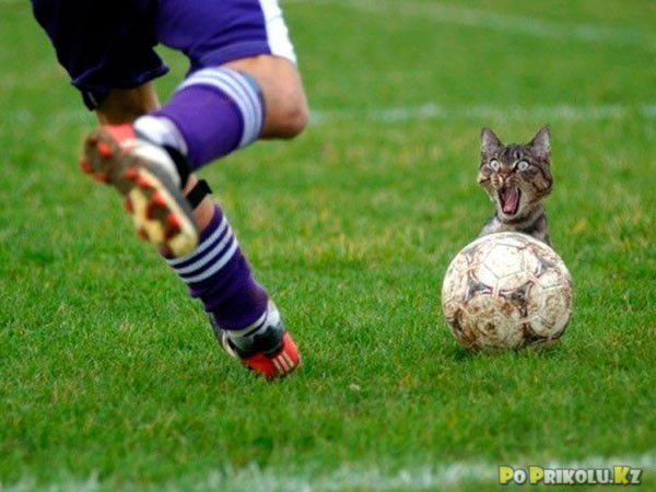 Павел Тимофеев