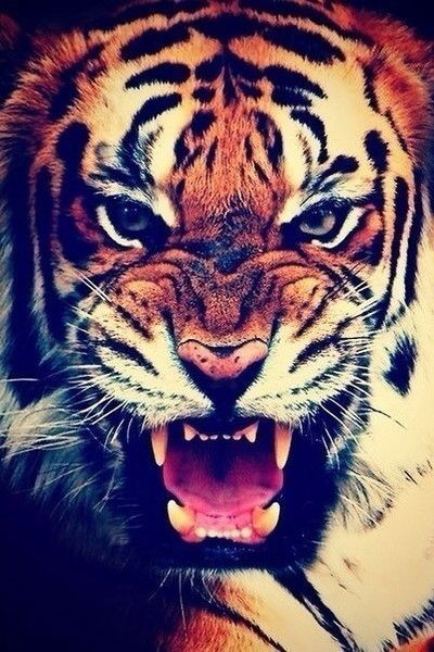 Камилла Керокова