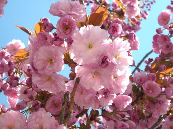 Наташа Киреева