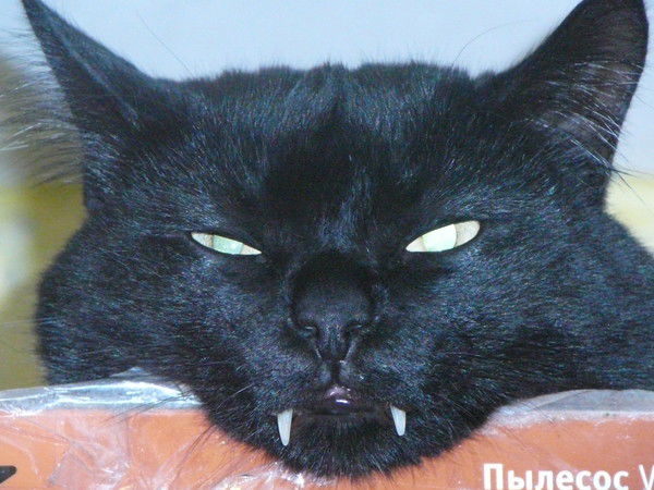 Шитьков Владимир