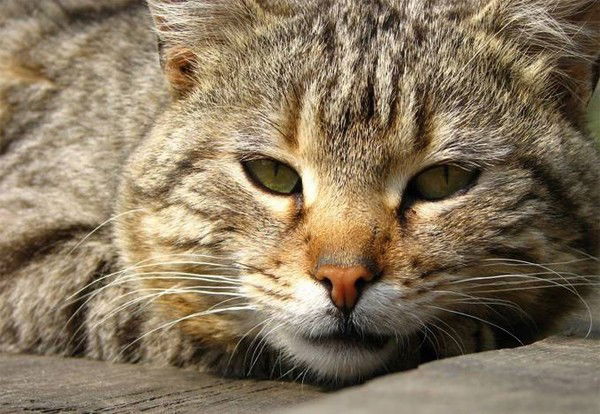 Неизвестно Неизвестно