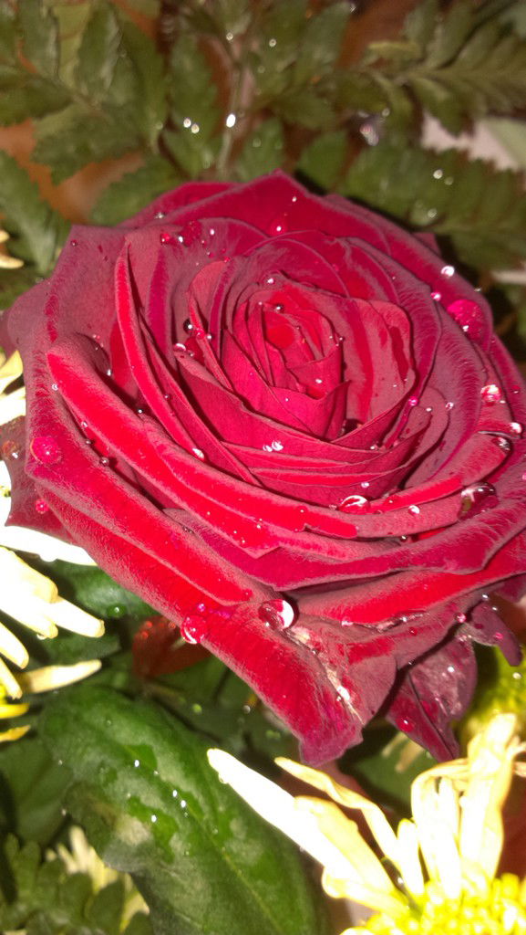 Елизавета Громова