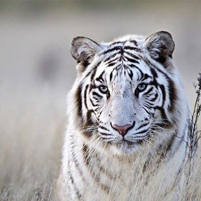 Султан Кайдаулов