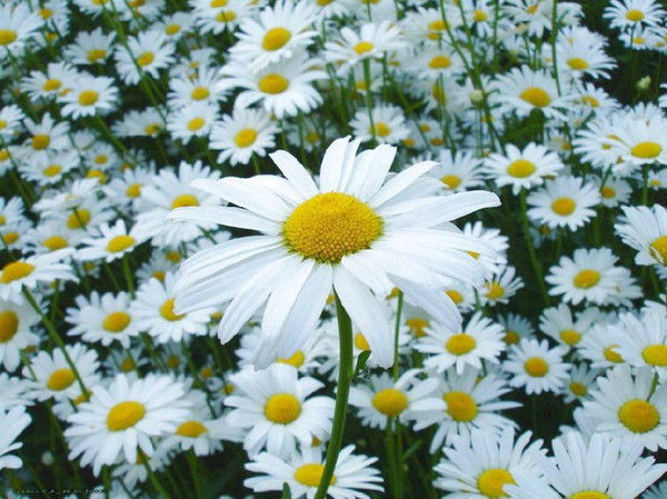 Взломана Анкета