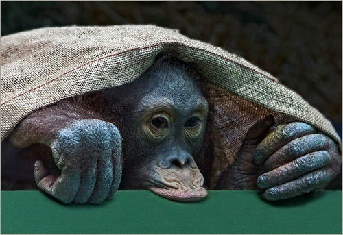 Евгений Гуркин