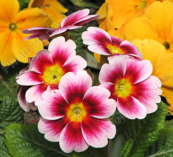 Карина Елизарова