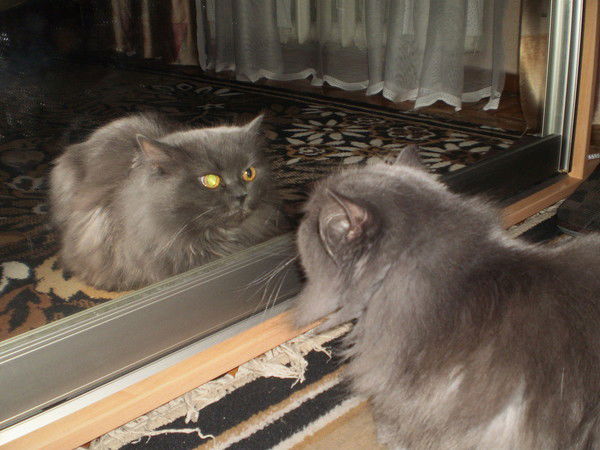 Наташа Поваляшко