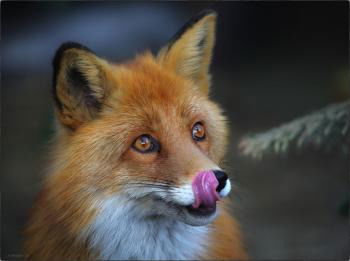 Лидия Булычева