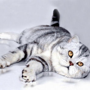 Алексей Макаров