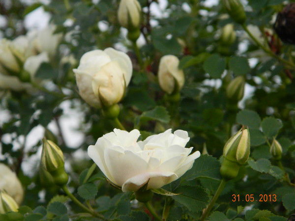 Лизочка Киселева