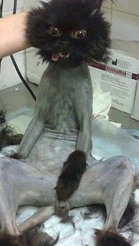 Лена Павловская