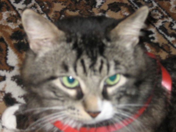 Максим Пустовой