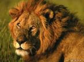 Александр Костроминов