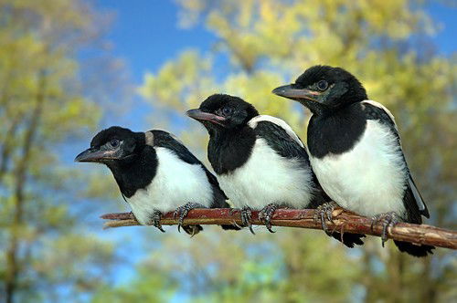 Руслан Сорока