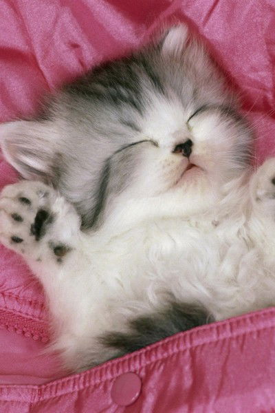 Николай Николаев