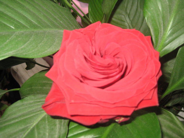 Илона Гайдук