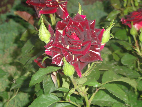 Нигора Ибрагимова