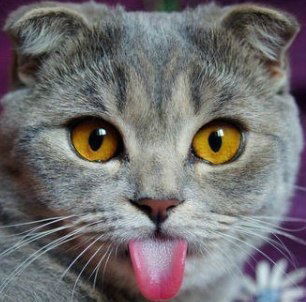 Aygel Miftahutdinova