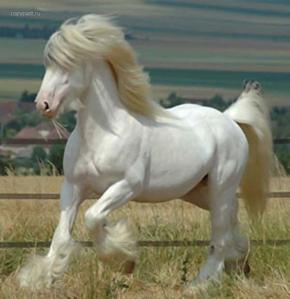 Ирина Зайцева