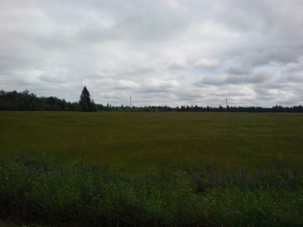 Мик Винниченко