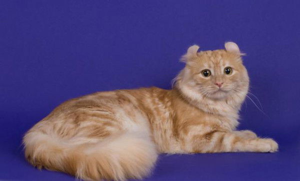 Елена Радзинская