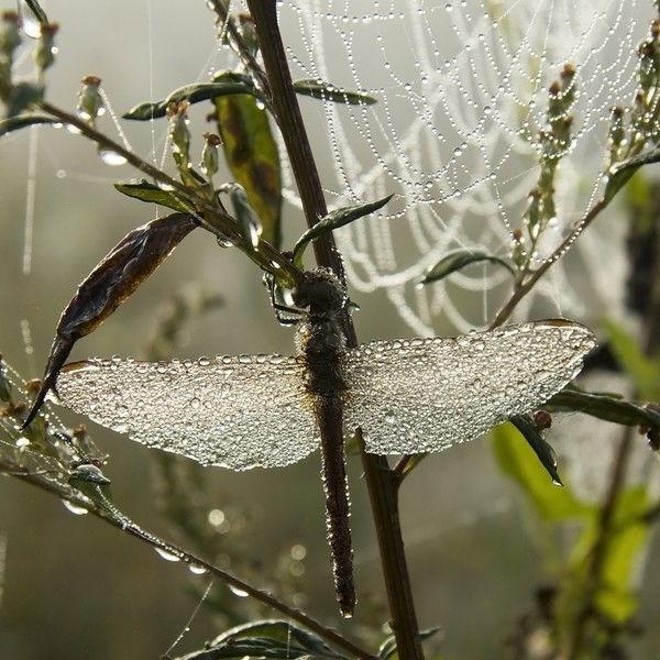 Ксения Плахутина
