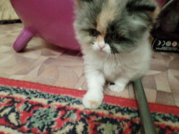 Котэ Сонькович