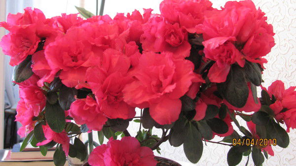 Вера Аркадьевна