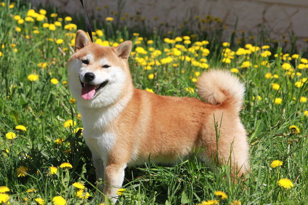 Ольга Ошарова