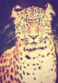 Полина Качанович