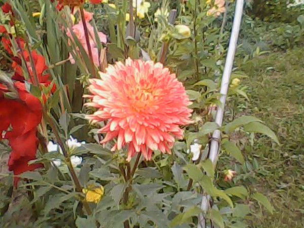 Зоя Гришковец