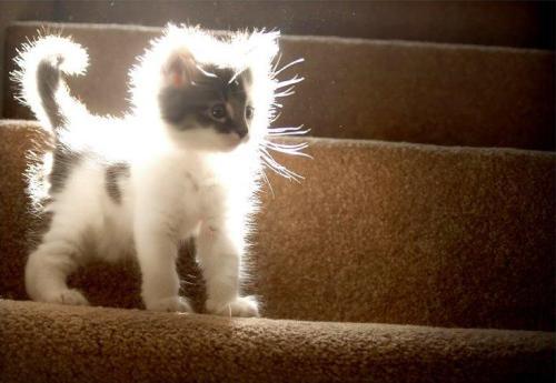 Наташа Проценко