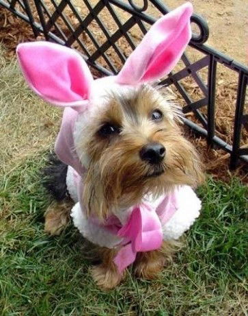 Барбос Веточкин