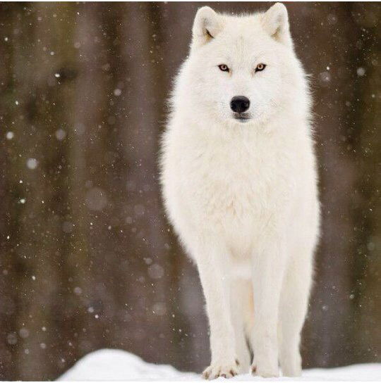 Айгуль Исиналиева