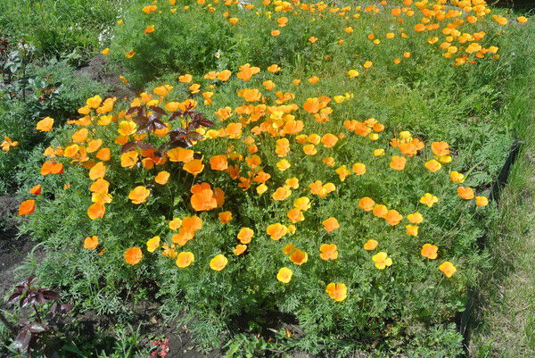 Елена Богданова