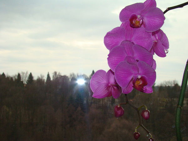 Надя Зимина