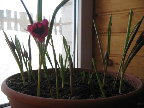 Эля Латипова