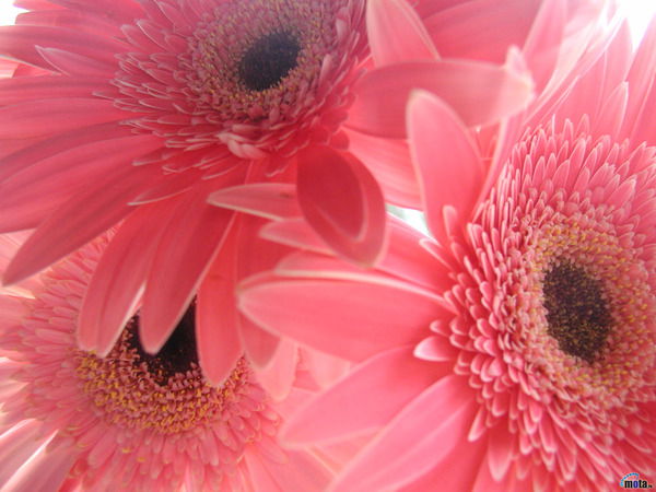 Рано Кадырова