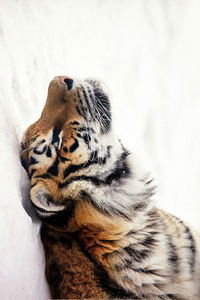 Надежда Соловцова