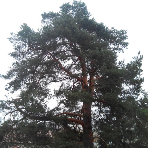 Александр Уманский