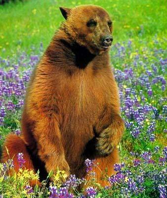 Михаил Берсенев