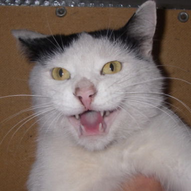 Константин Коробейников