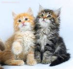 Cюнер Канищева