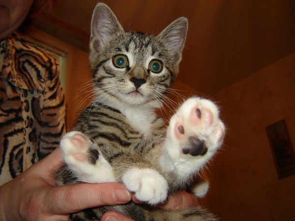 Наталья Монастырская