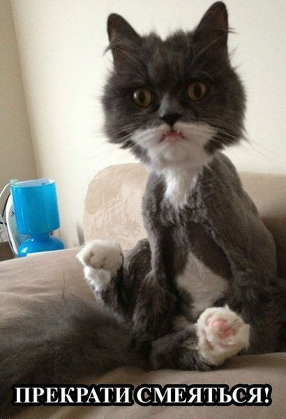 Канадский Волк