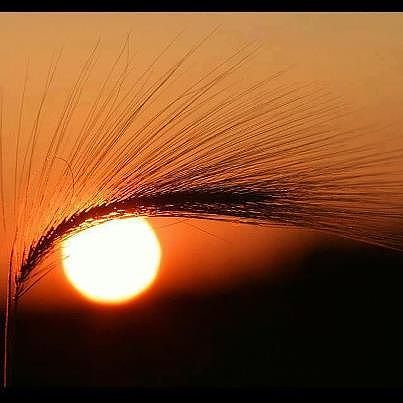 Ольга Фон-Рабе